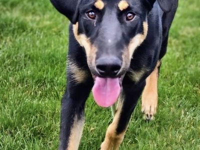 Hugo, german shepherd/doberman mix puppy looking for a home