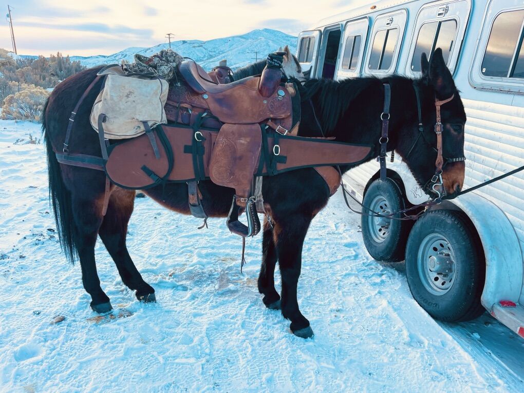 10-12 Year Old Molly Mule