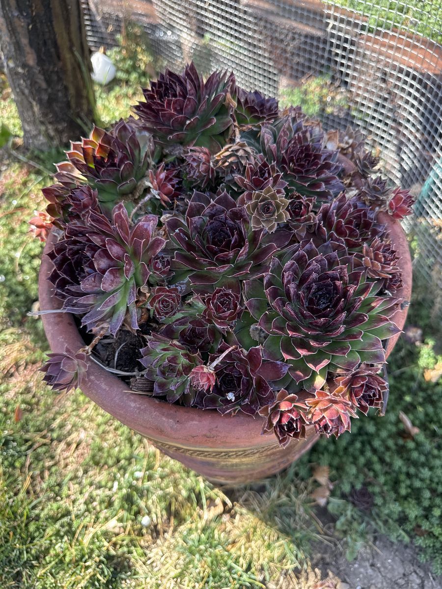 Real succulents sempervivum sedum in tall planter outside