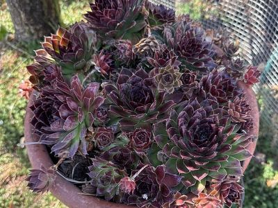 Real succulents sempervivum sedum in tall planter outside