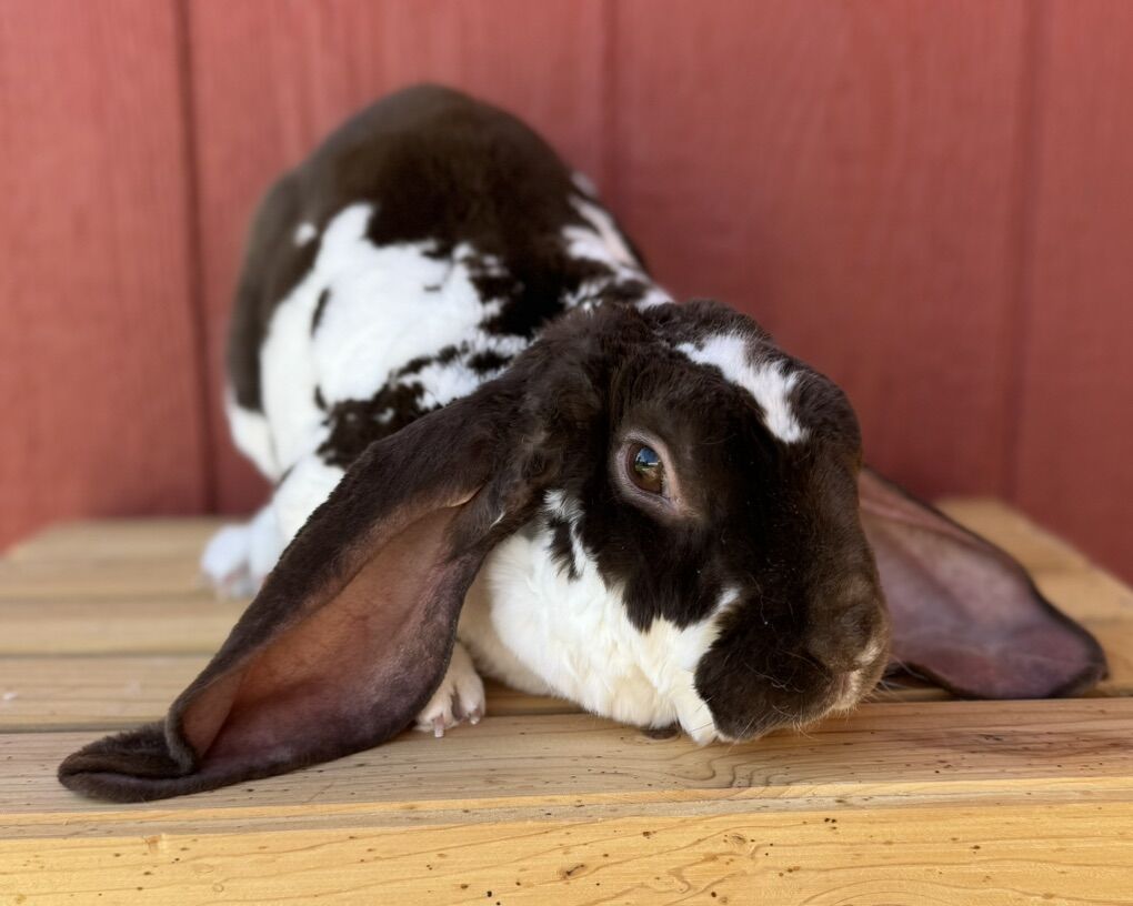 *RABBITRY CLOSING* INDOOR RAISED VELVETEEN LOPS
