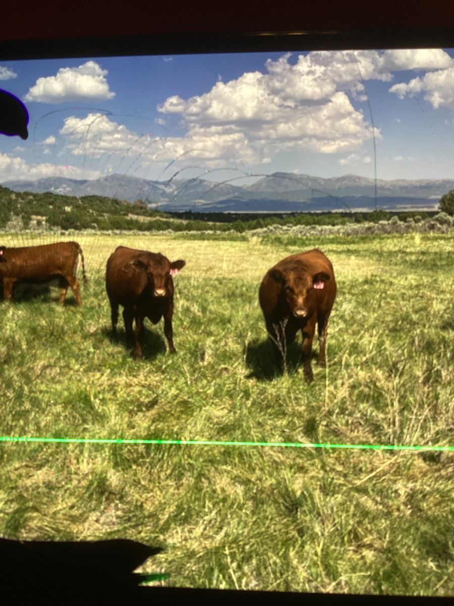 ISO cattle for lease