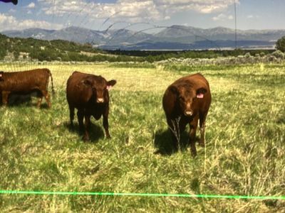 ISO cattle for lease