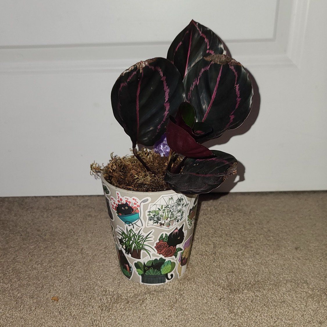 Calathea Roseopicta Dottie Live Plant
