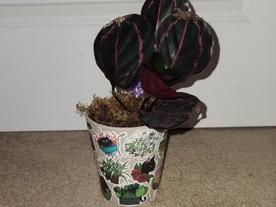 Calathea Roseopicta Dottie Live Plant