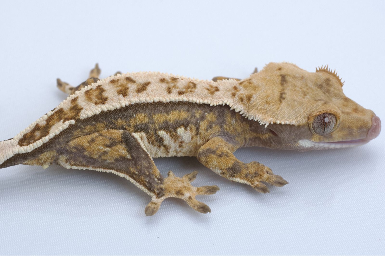 Main image 4