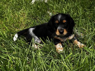 Adorable Miniature Longhair Dachshunds