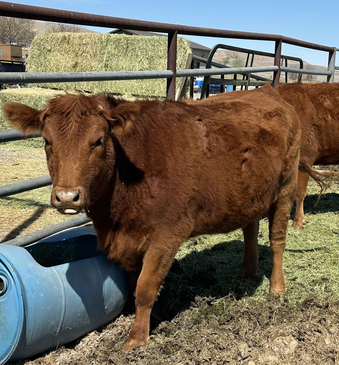 Red Angus Cross Heifer