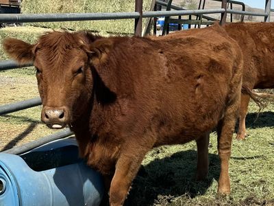 Red Angus Cross Heifer