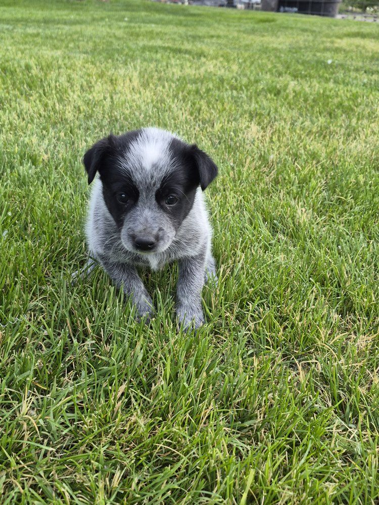 Border Collie/Heeler