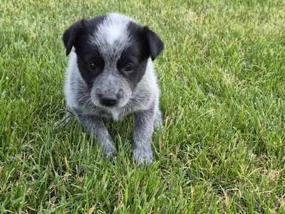Border Collie/Heeler