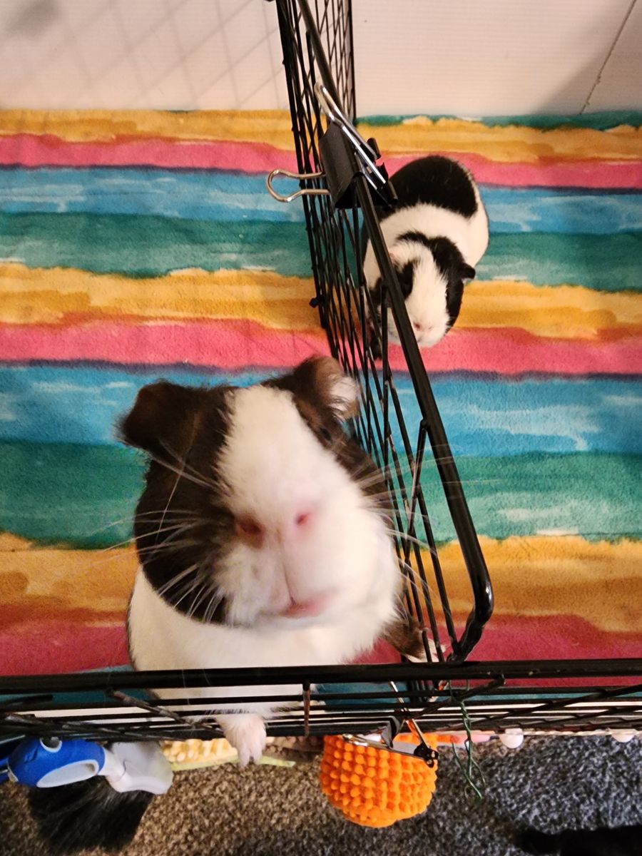 Adorable Guinea Pig Duo – Friendly & Easy to Handle