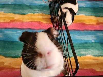 Adorable Guinea Pig Duo – Friendly & Easy to Handle