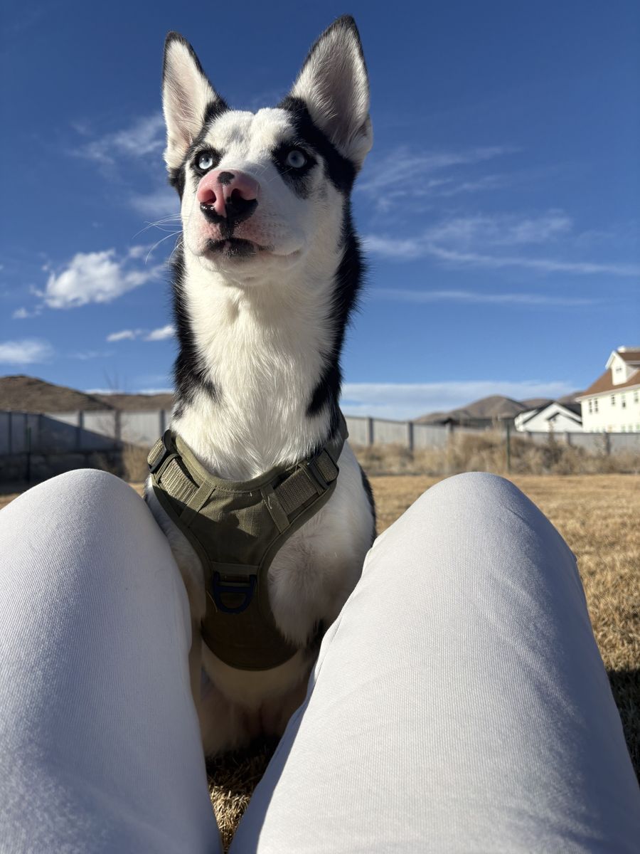 alsmot 8 'month Old Pure Breed Husky