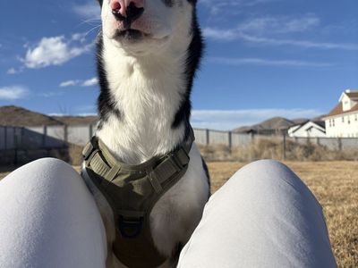 alsmot 8 'month Old Pure Breed Husky