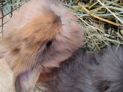 Shadow Cottontailè Bunnies For Sale