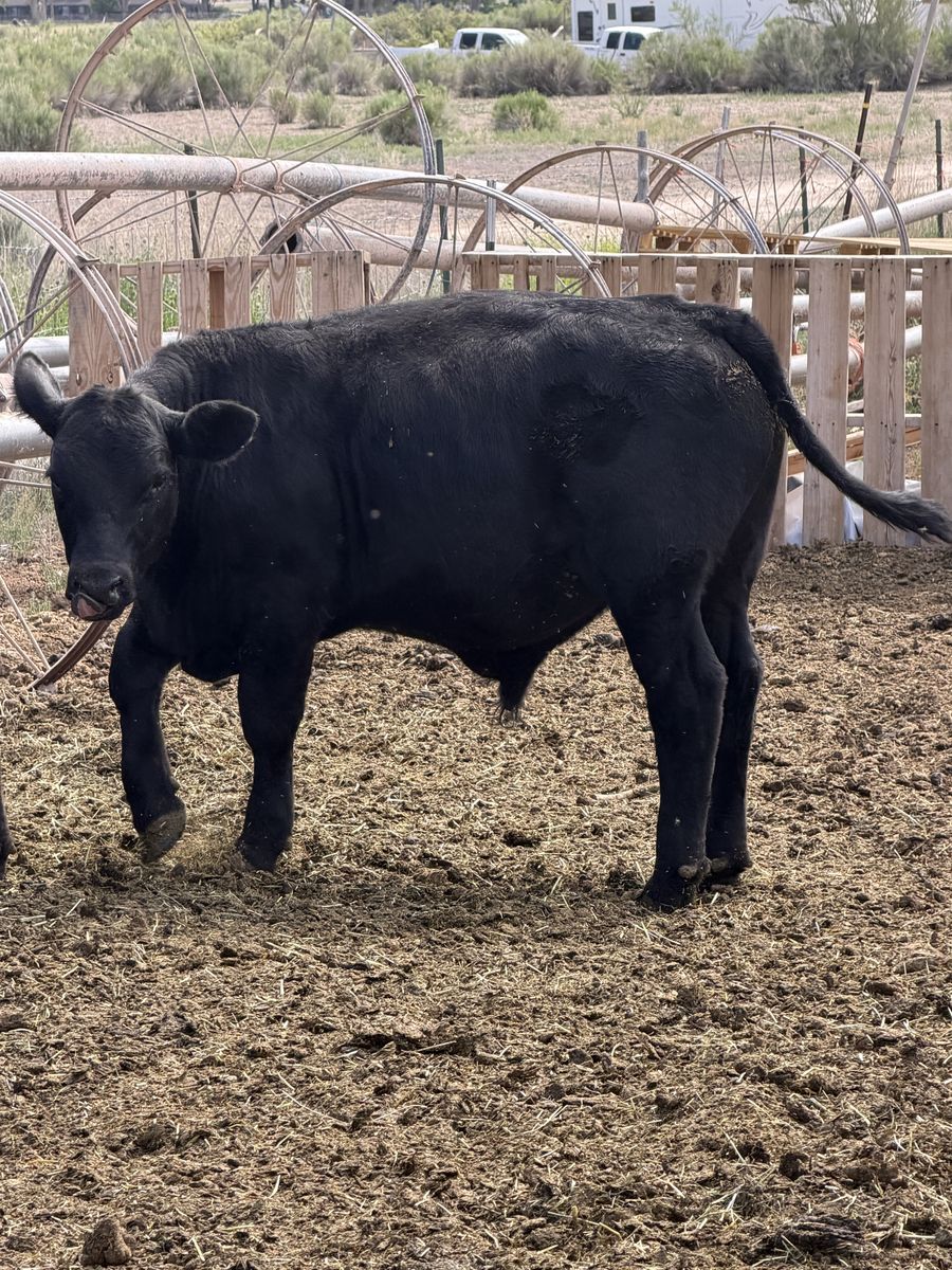 Black Angus steer