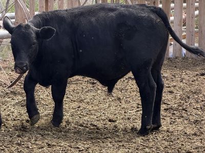 Black Angus steer