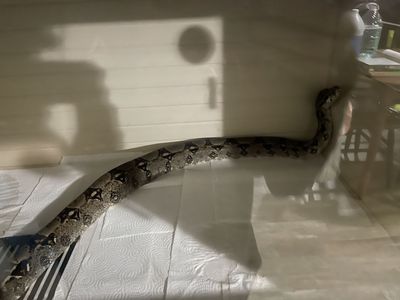 Boa Hypo Jungle