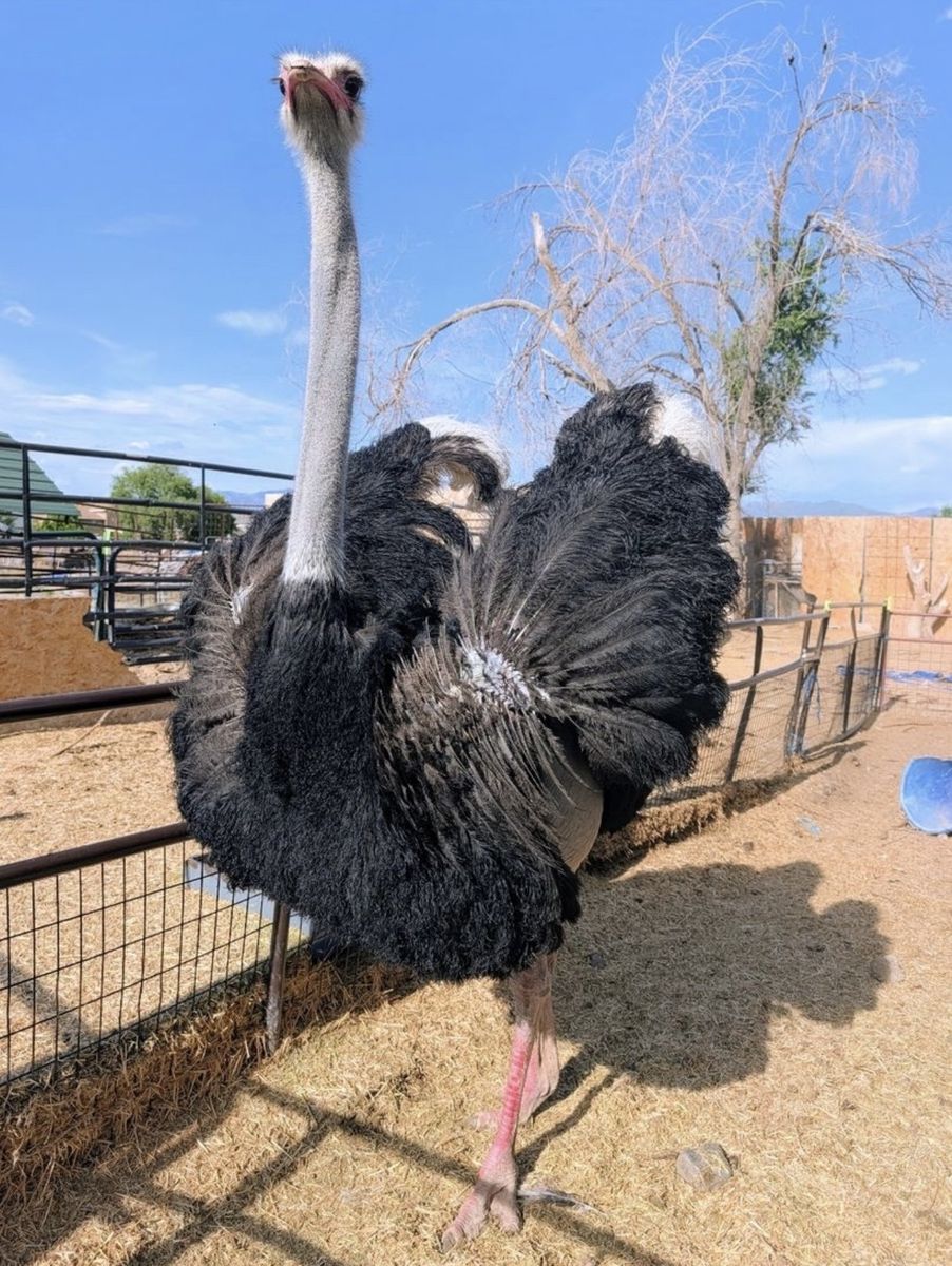 Red neck ostrich