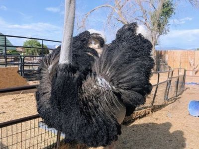 Red neck ostrich