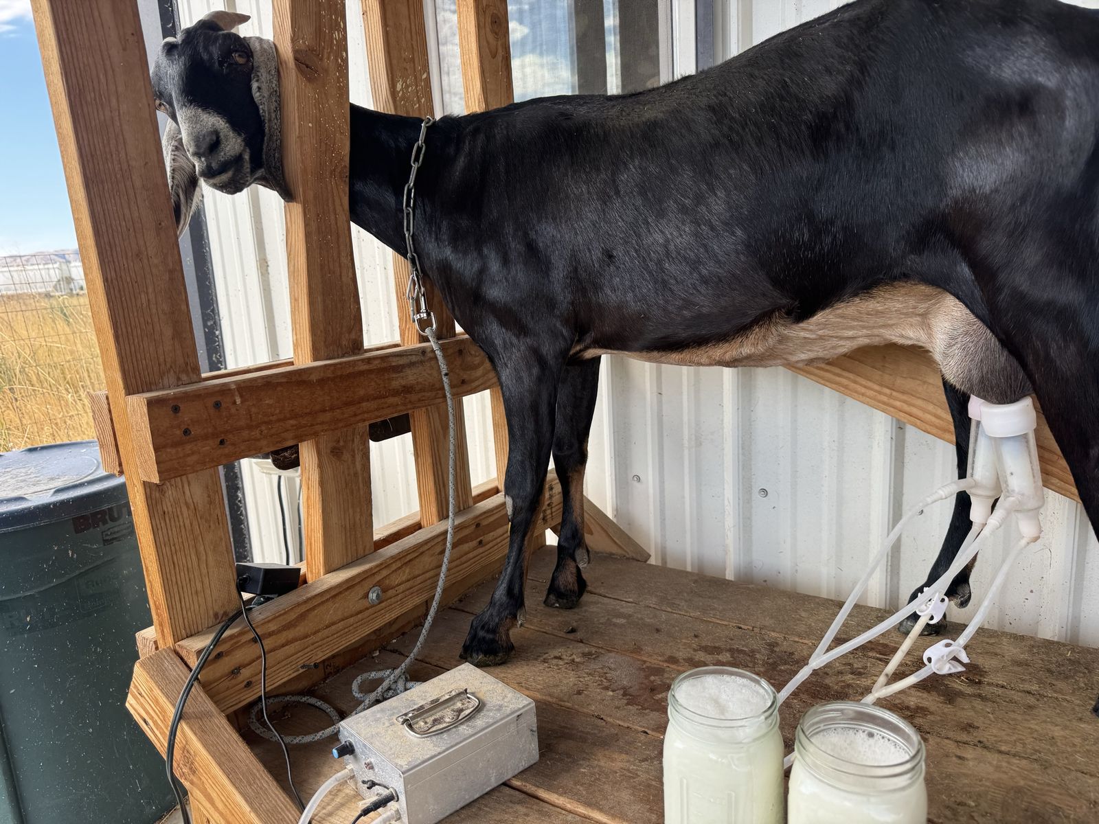 19 month old Nubian dairy doe in milk