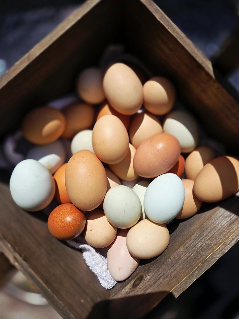 Fresh farm eggs