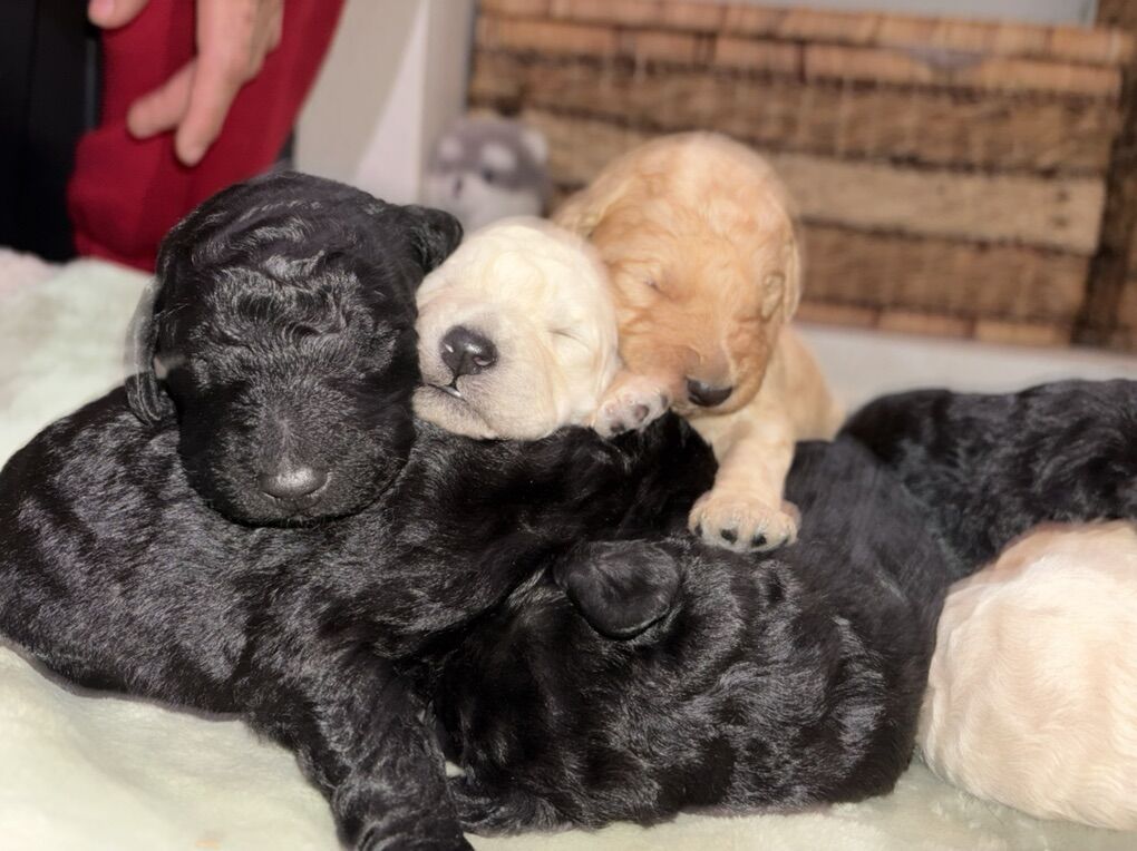 Beautiful Goldendoodle Puppies