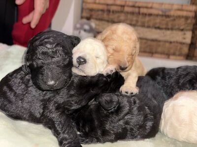 Beautiful Goldendoodle Puppies