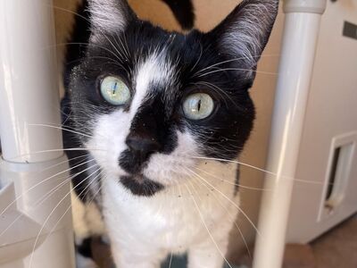 Hello my name is Starling