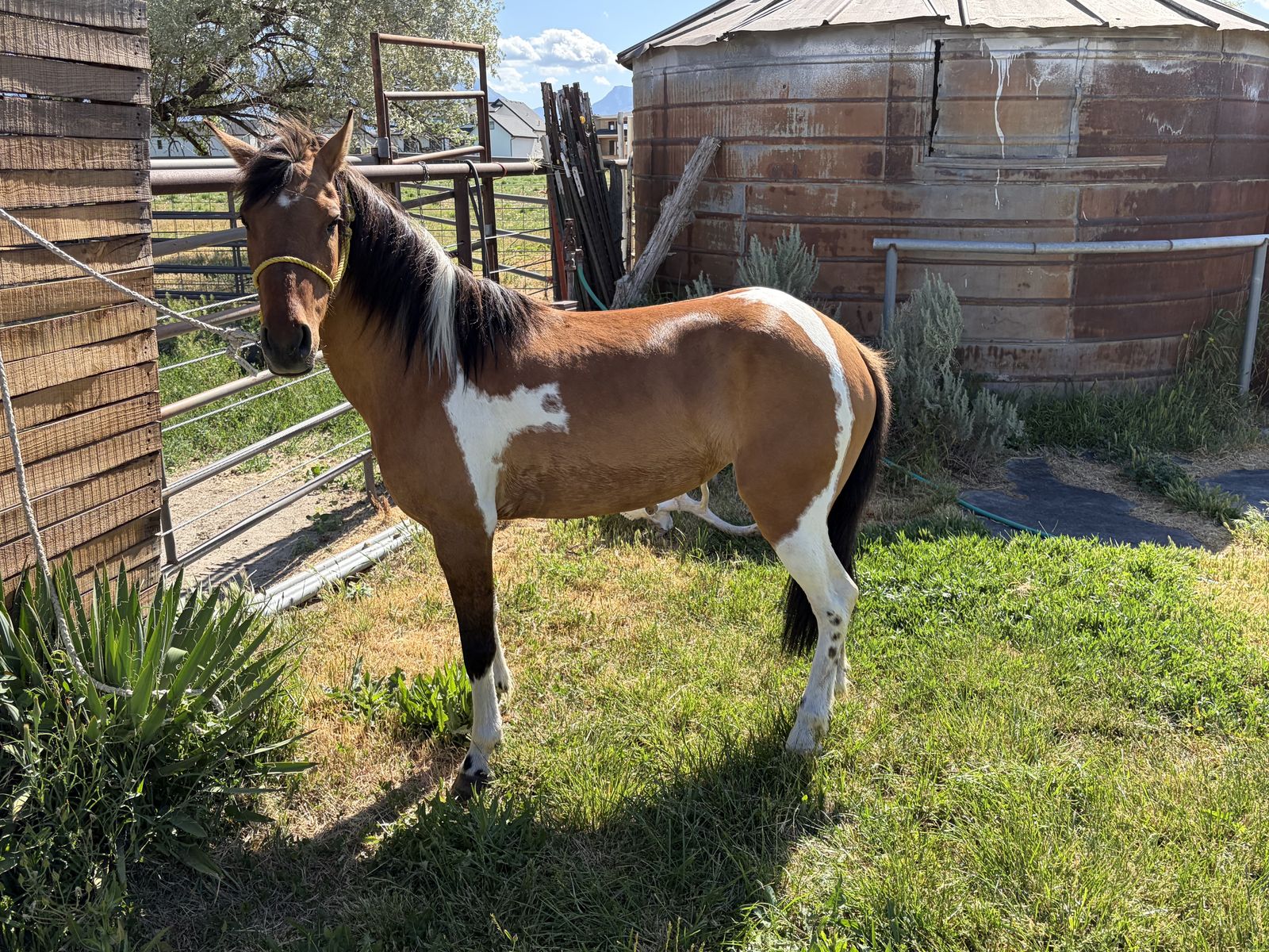 3 year old pony