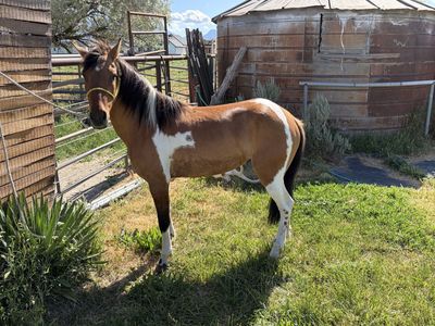3 year old pony