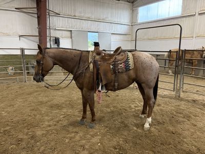 6yr old Mare Head horse