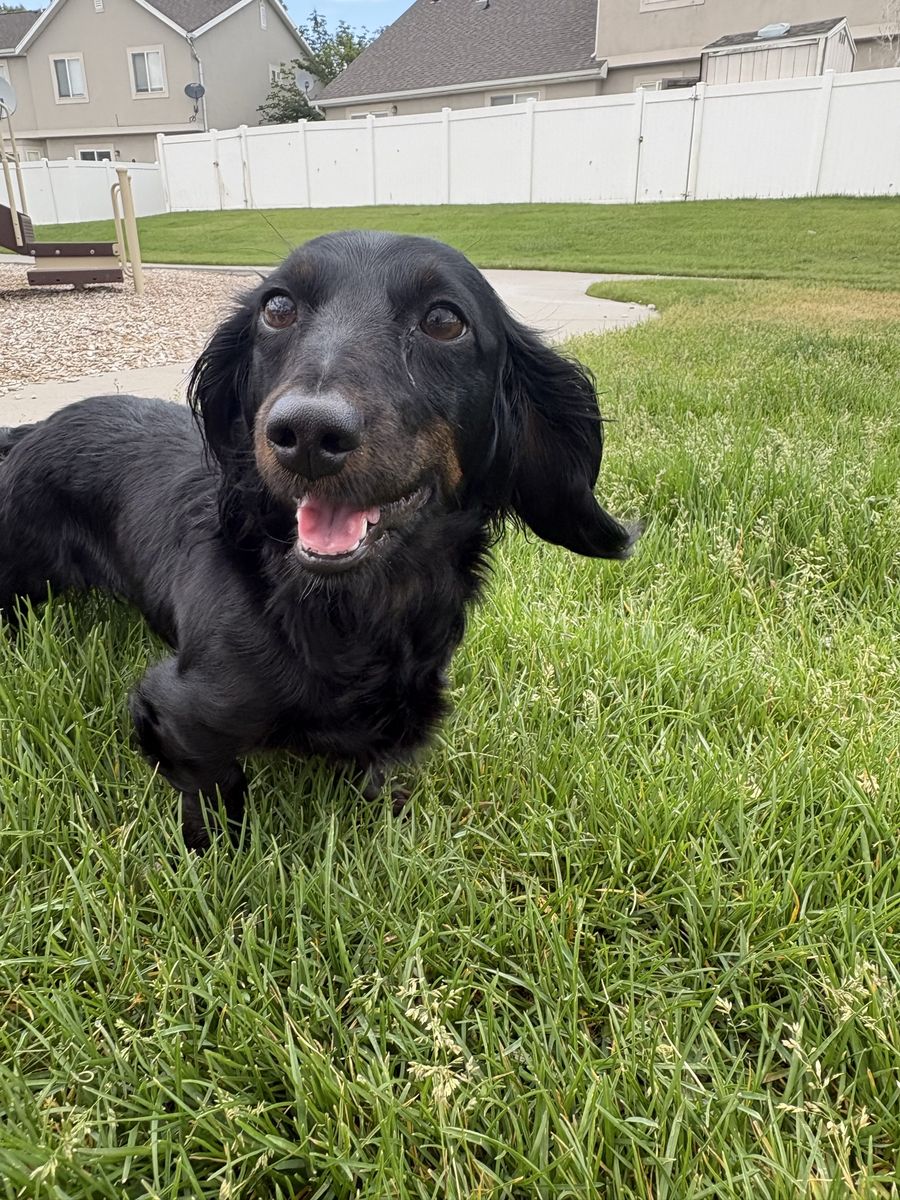 1 1/2 year-old miniature dachshund