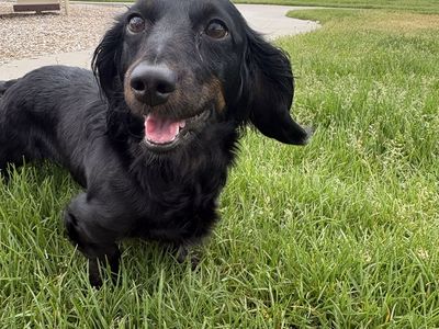 1 1/2 year-old miniature dachshund
