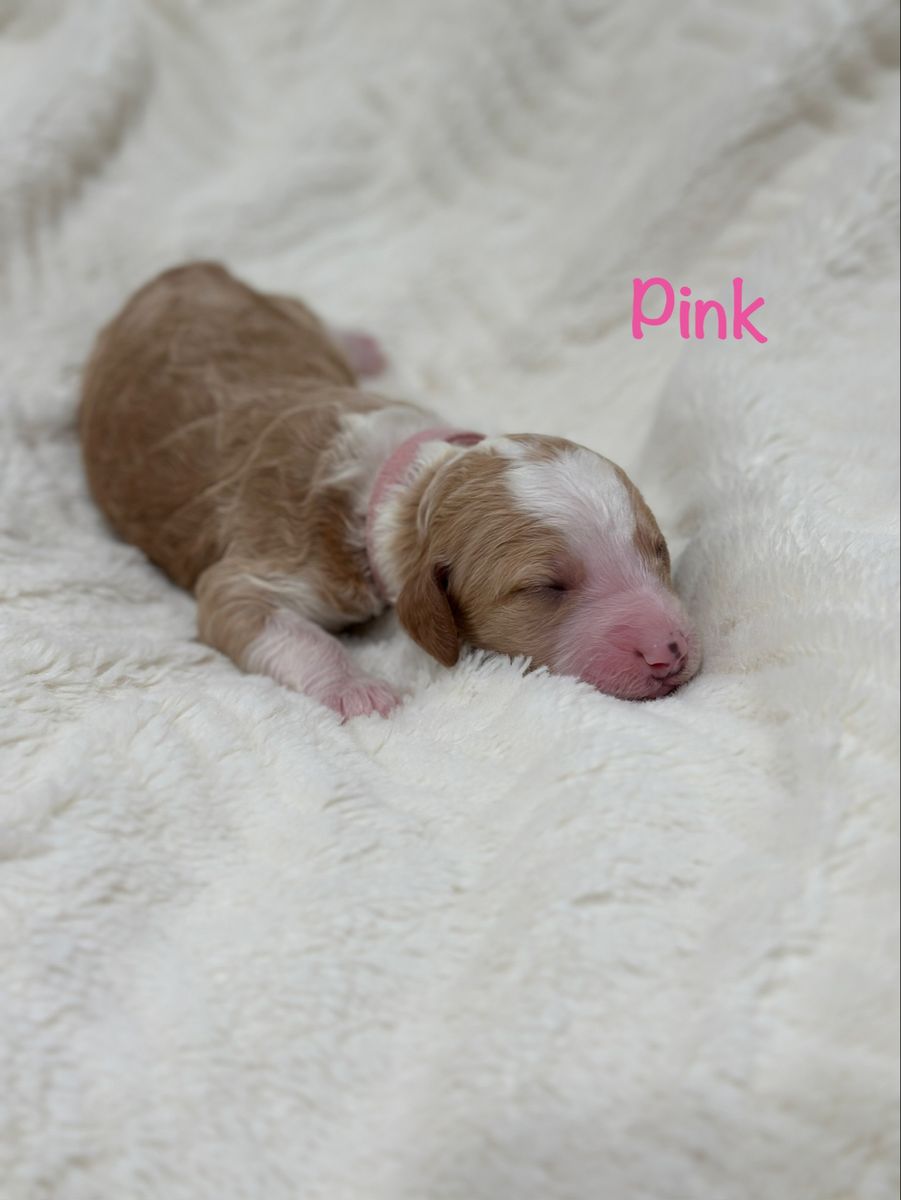 Adorable Doodle Puppies