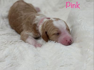 Adorable Doodle Puppies