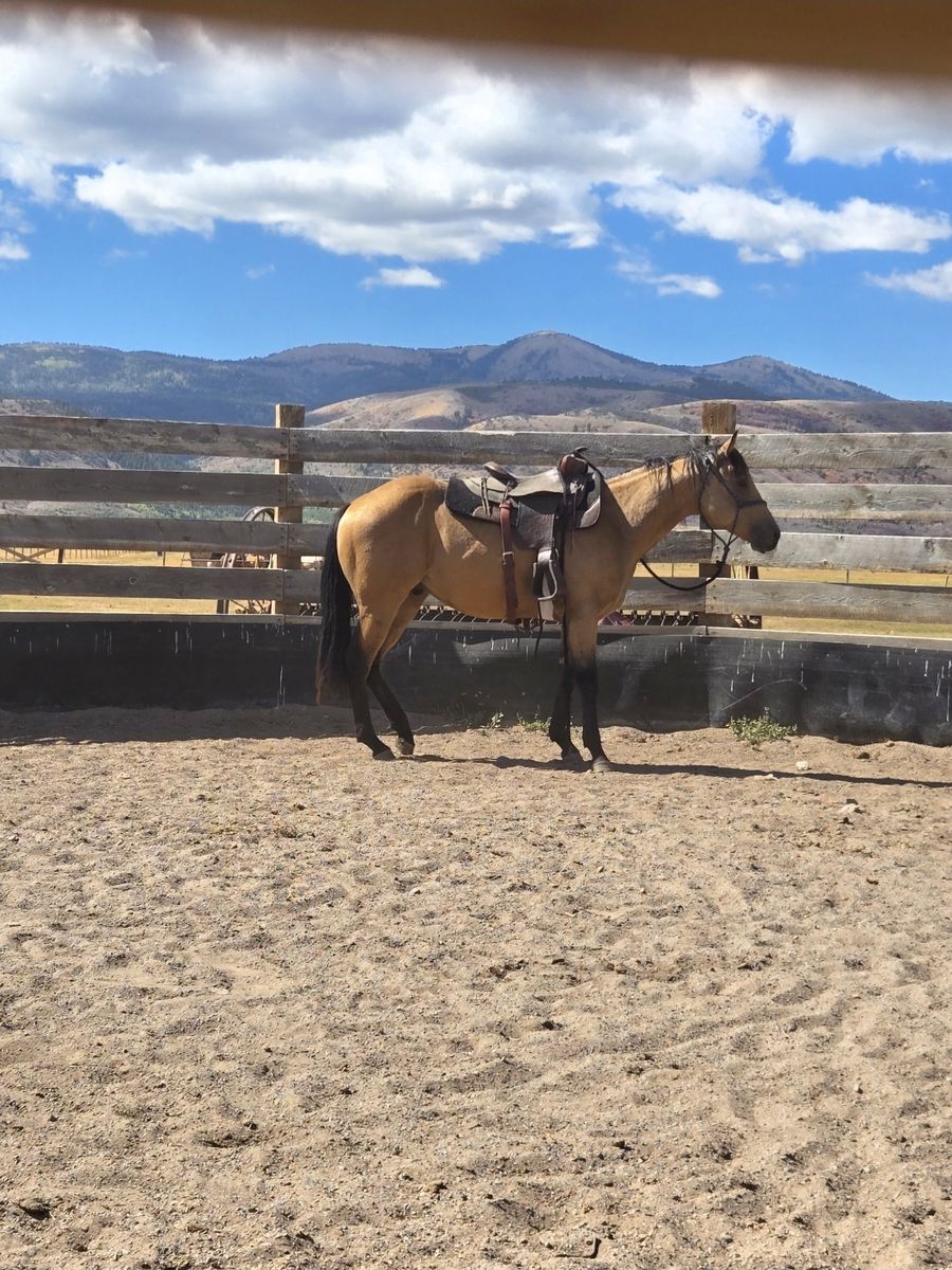 AQHA Buckskin Gelding