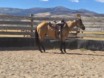 AQHA Buckskin Gelding