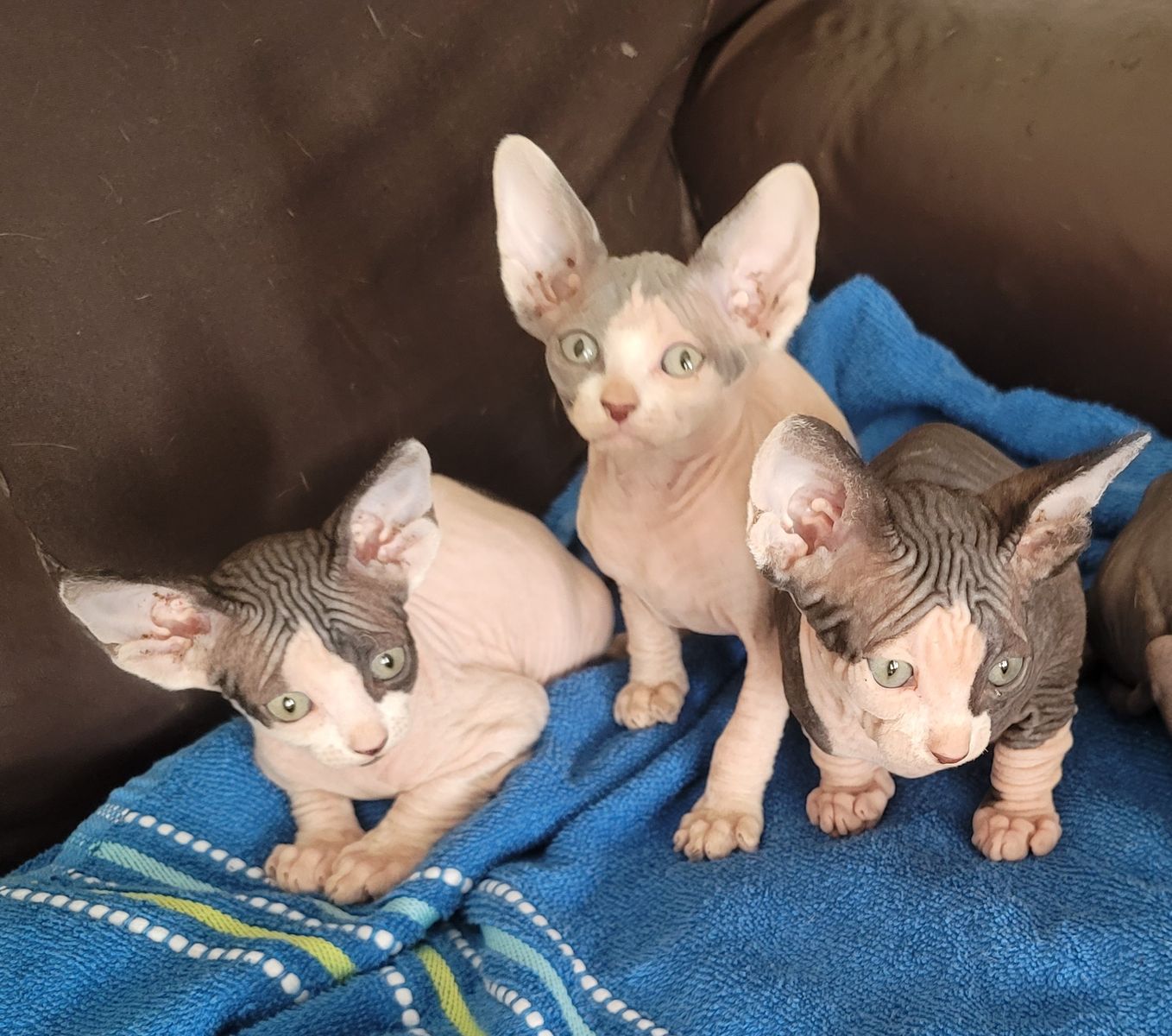 Sphynx kittens