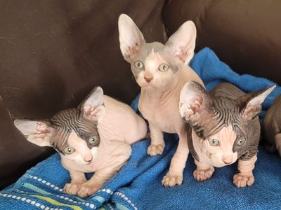 Sphynx kittens