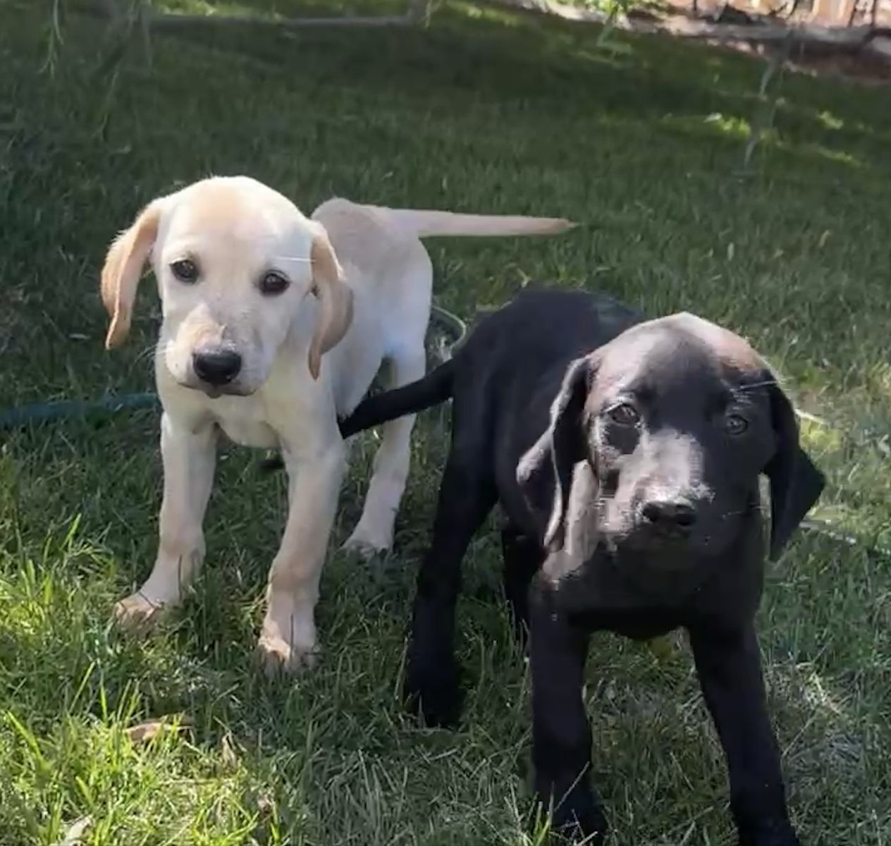 LAB PUPPIES FOR SALE!