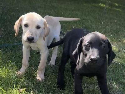LAB PUPPIES FOR SALE!