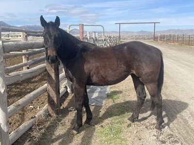 AQHA Brown Gelding
