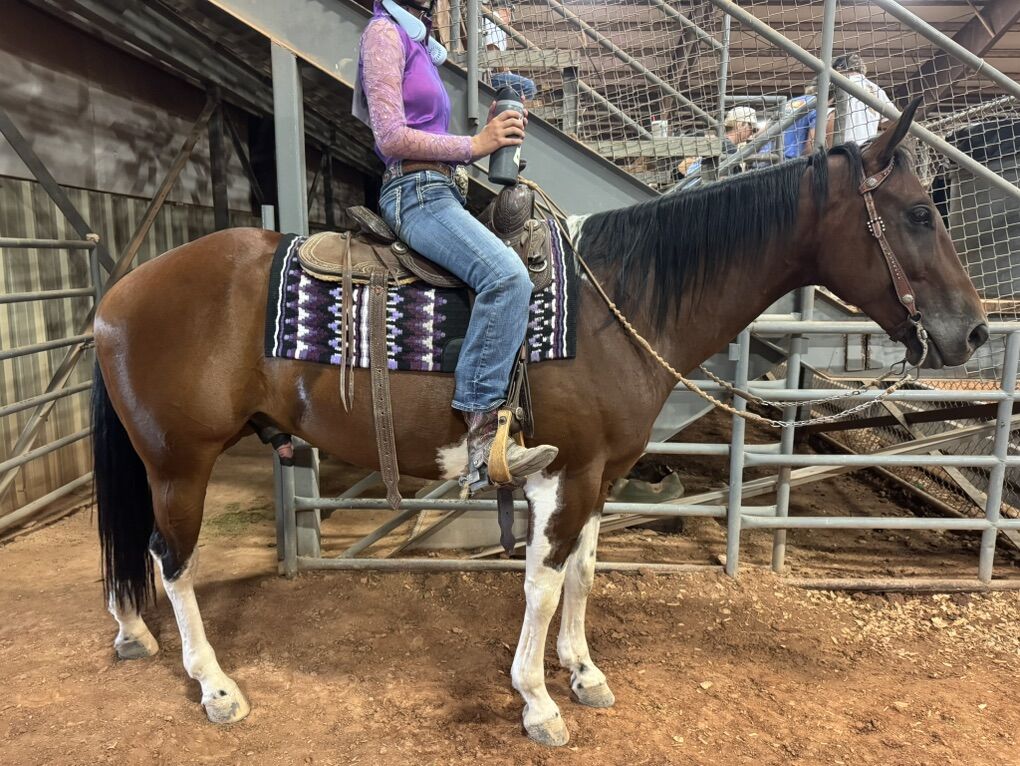 SOLD-Big Beautiful APHA Gelding-dressage & More!