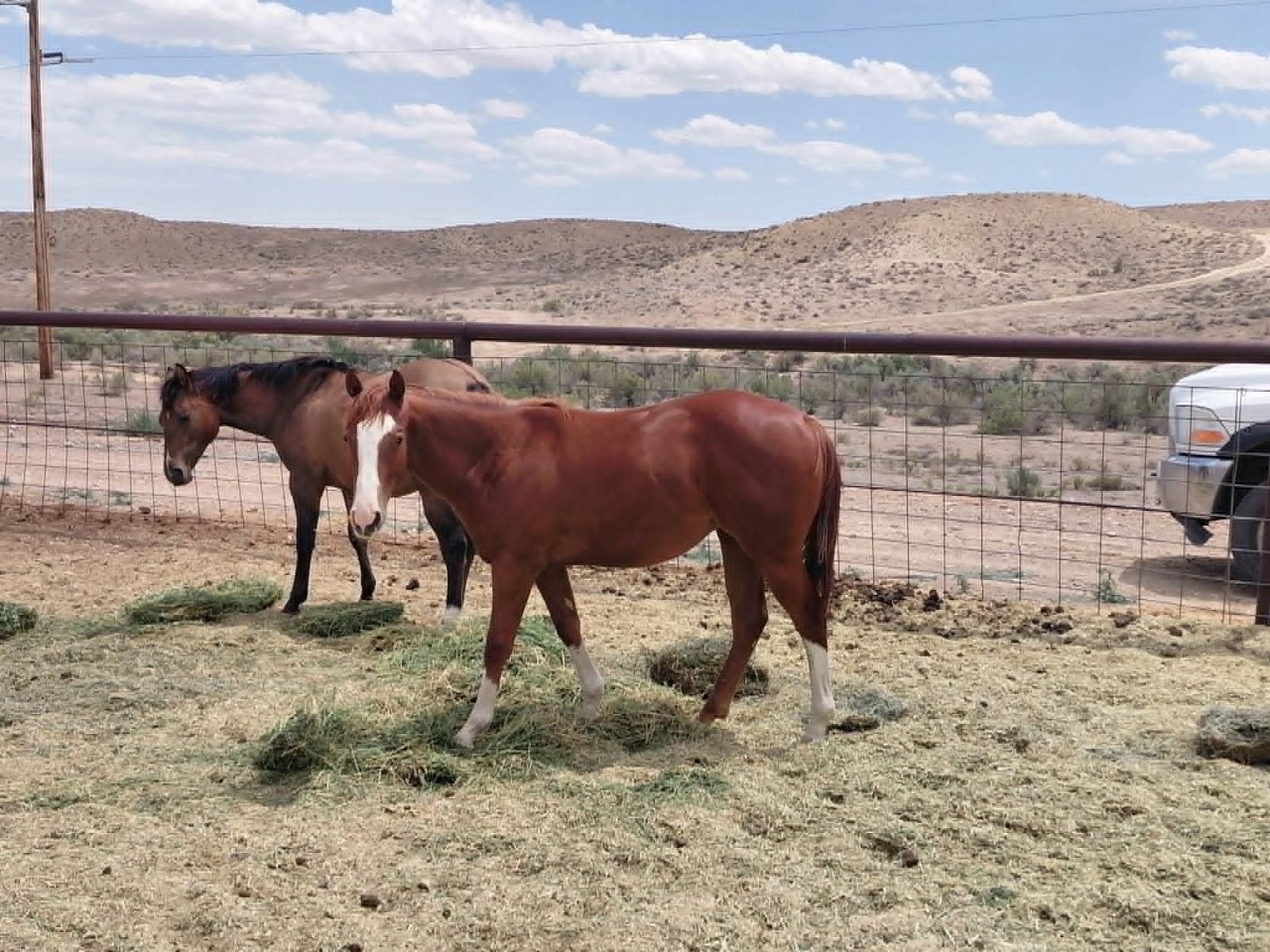 fancy yearling filly