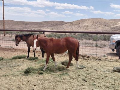 fancy yearling filly