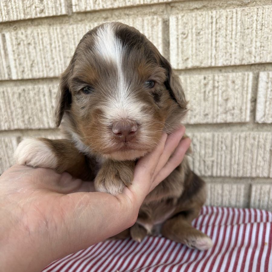 Australian Mountain Doodle