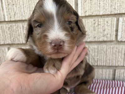 Australian Mountain Doodle