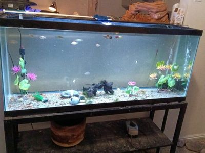 fish tank stand and everything